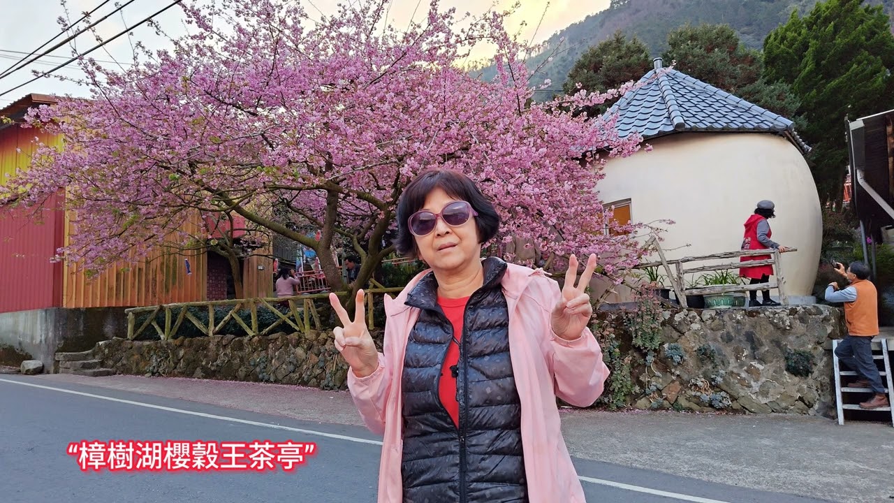 嘉義梅山太和“樟樹湖河津櫻穀王”滿開記2026/2/3