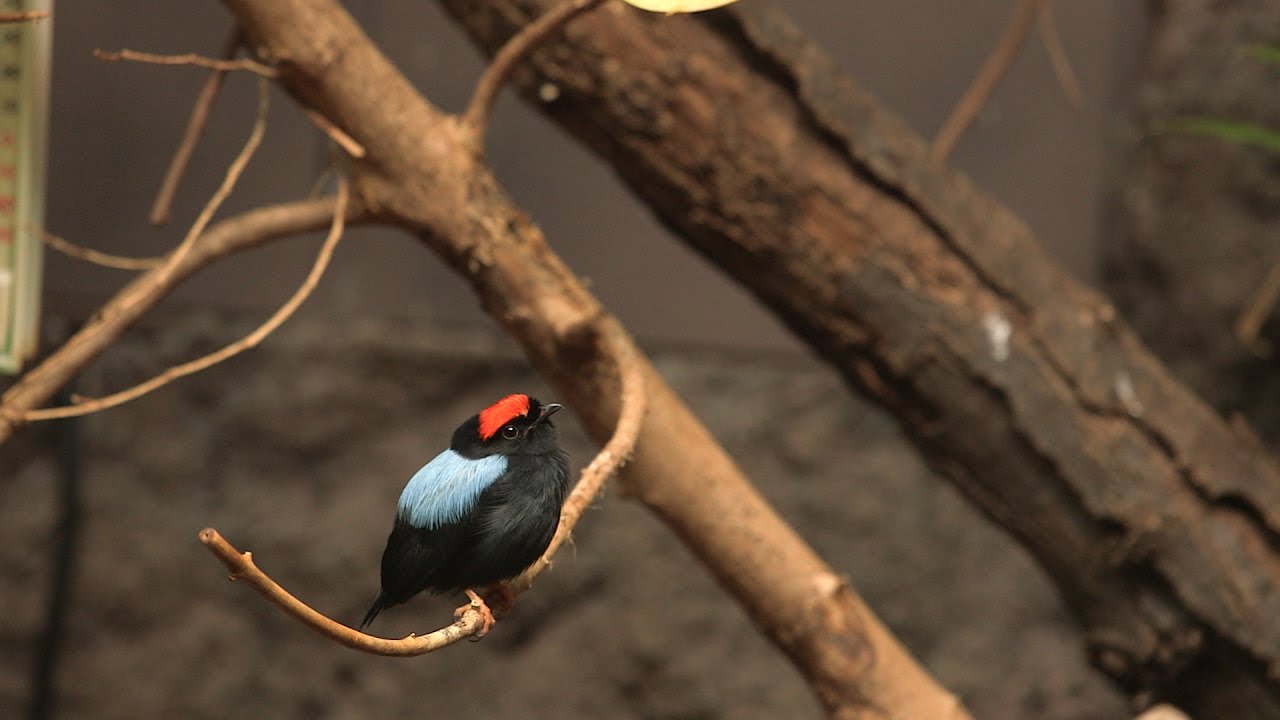 Bunte Exoten im Vogelhaus