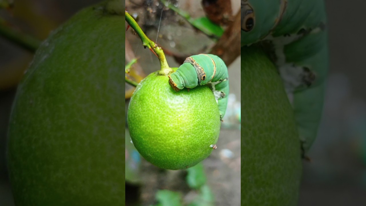 bhoot kida makoda 🍐🐛