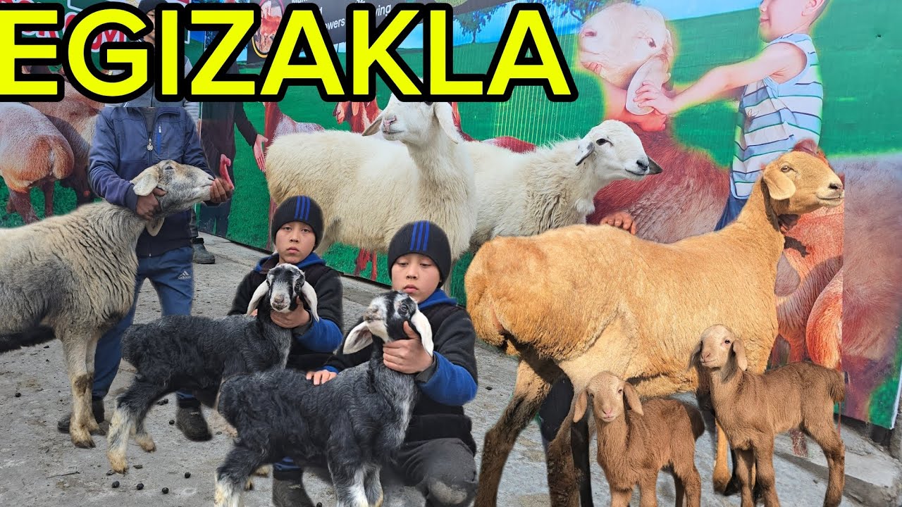 🇰🇬...CHOPON,BOLAGA 😱 EGIZAKLA KELDI YANGI PARTIYA 👍👍 