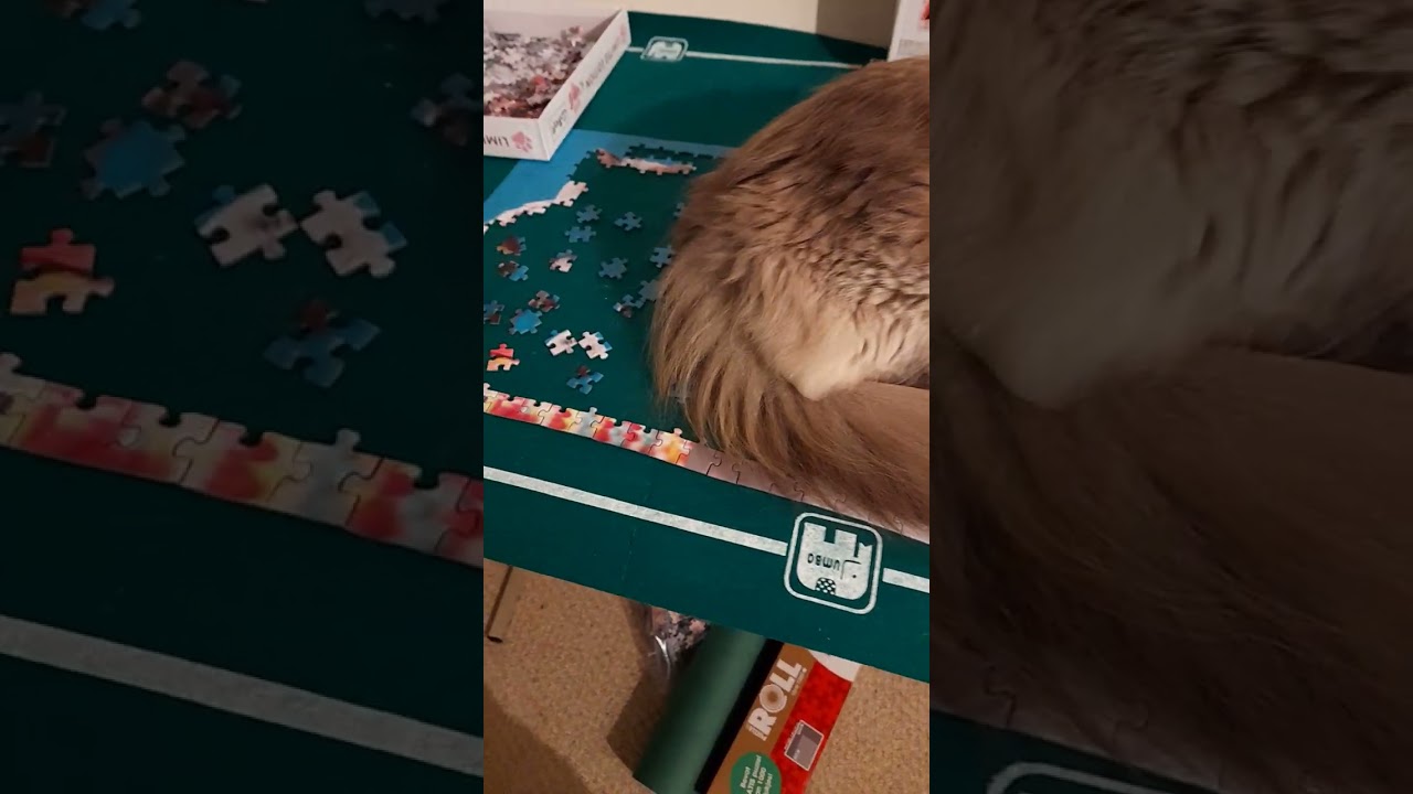 Ragdoll cat sleeping on puzzle