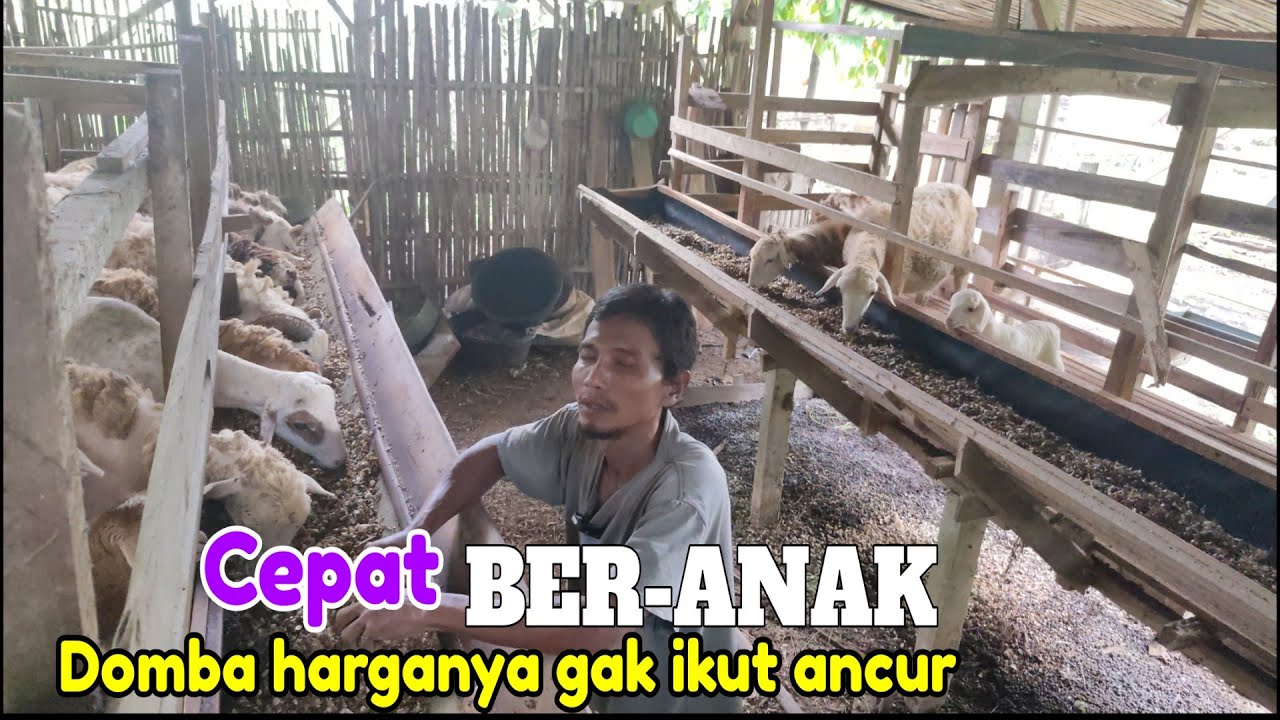 Yuli Memilih Ternak Domba karena cepat ber-anak, harga jual tinggi