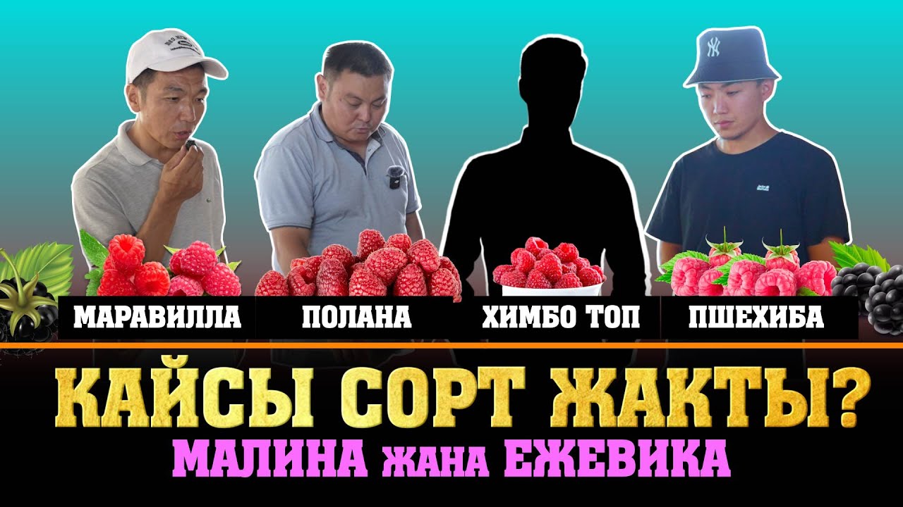 Малина менен Ежевиканы даамдап салмагын ченеп көрдүк. Жыйынтыгы бизди шок кылды!