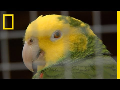 Deadly Virus Pushes Parrots to Brink of Extinction | On Assignment