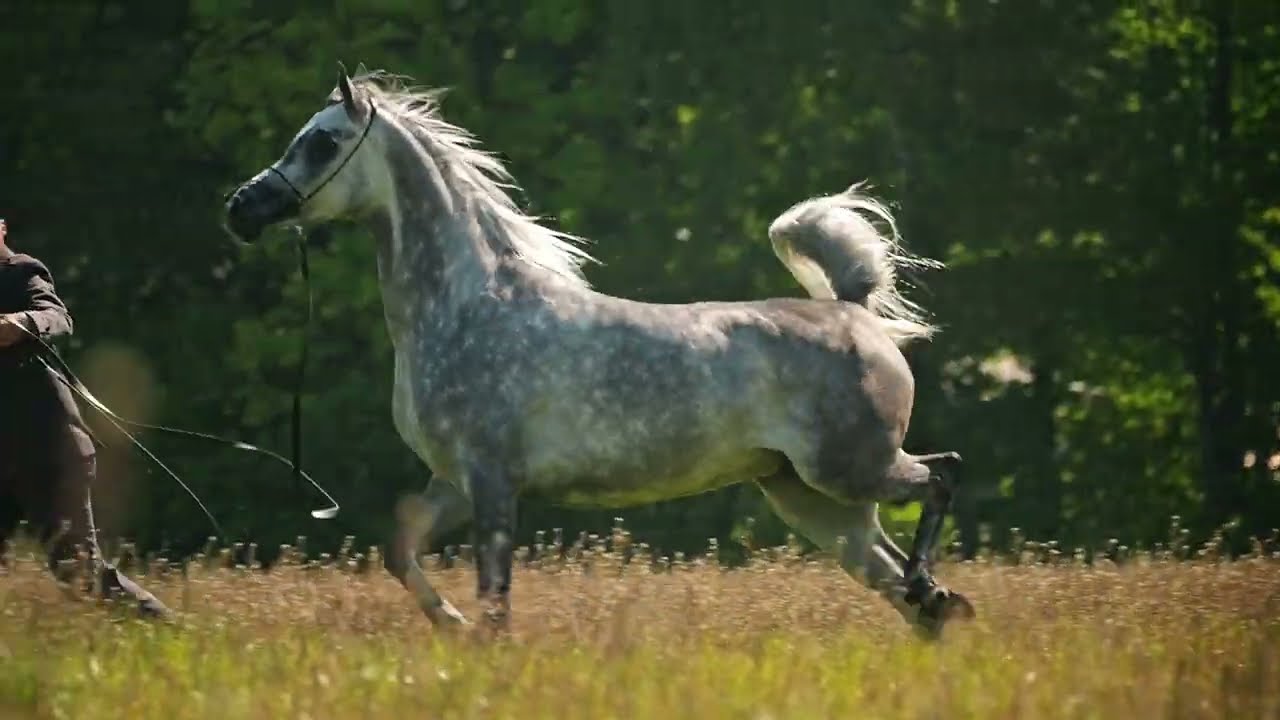 Pride of Poland 2025 Lot5 El Gonna (EKS Alihandro - Entega/Ekstern)