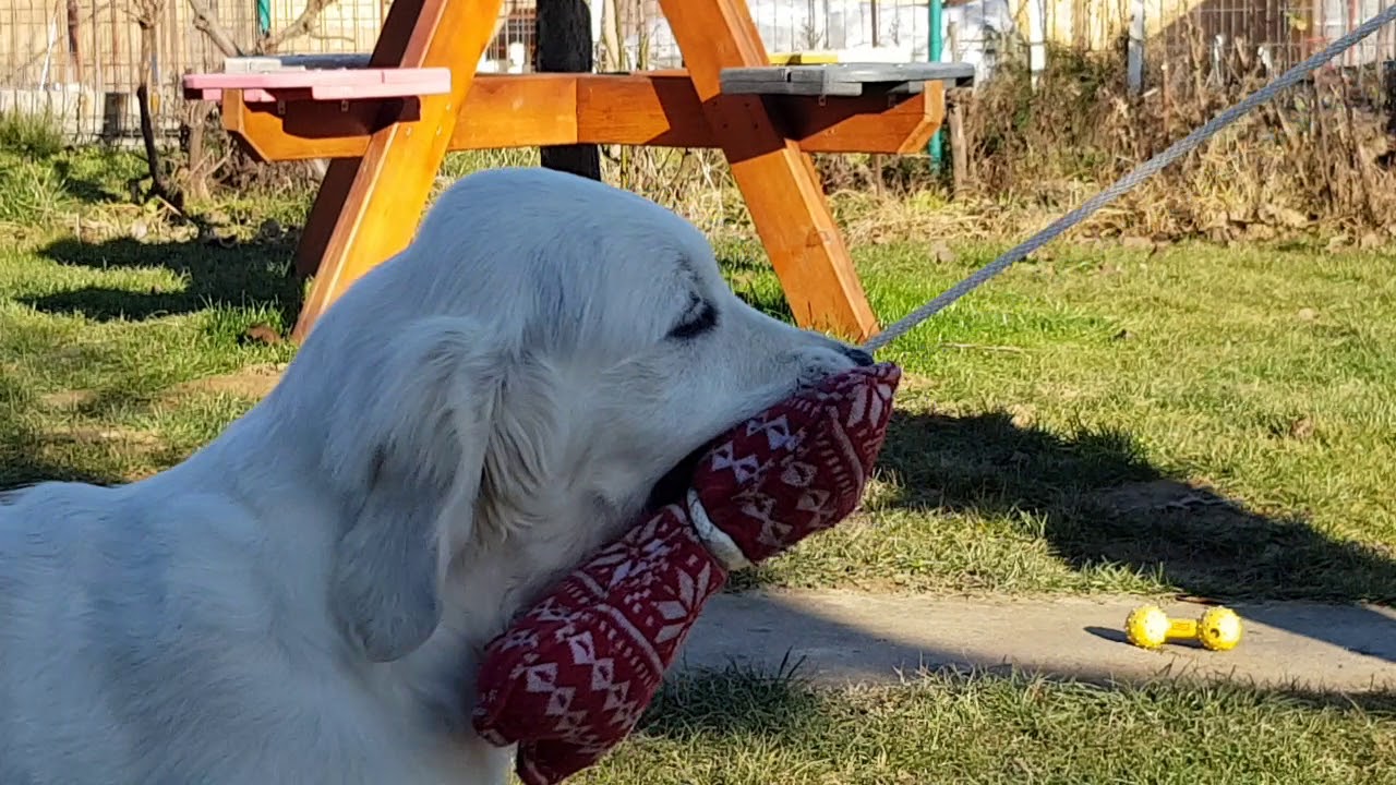 Cute Golden Retriever Puppies playing