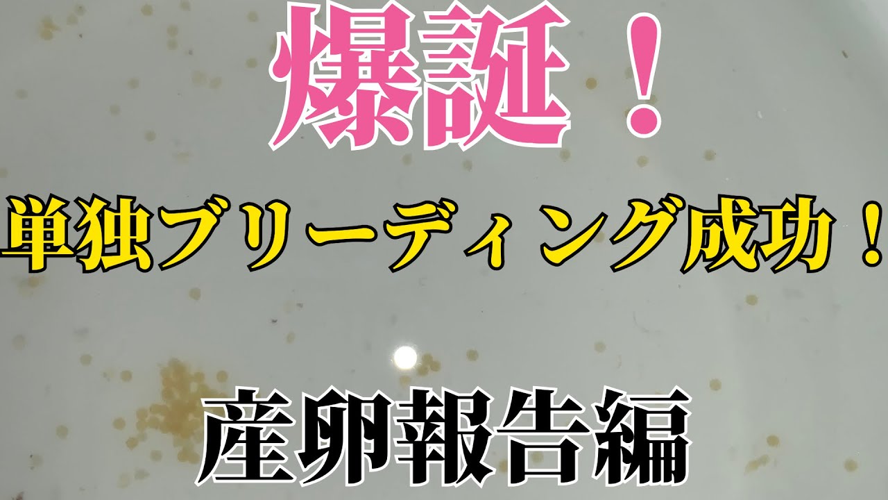 【遂に…】今年一腹目の産卵成功！