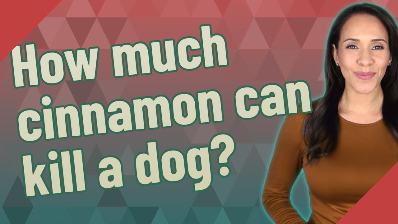 How much cinnamon can kill a dog?