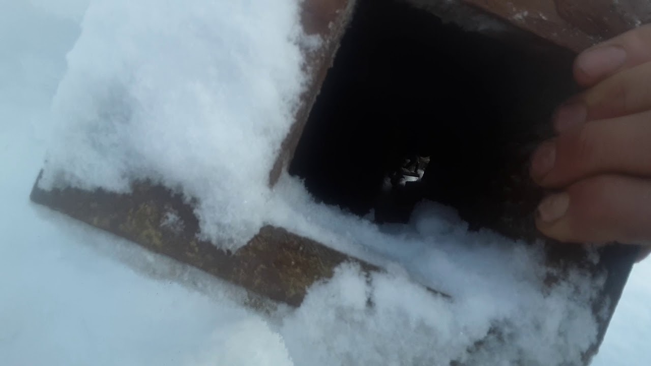 See a track, set a trap, catch a marten!