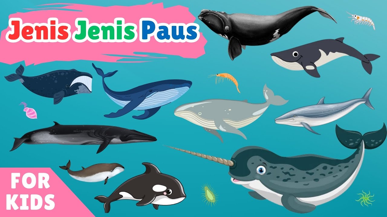 Belajar Mengenal Jenis Jenis Paus di Seluruh Dunia | Jenis Paus | Whales for kids