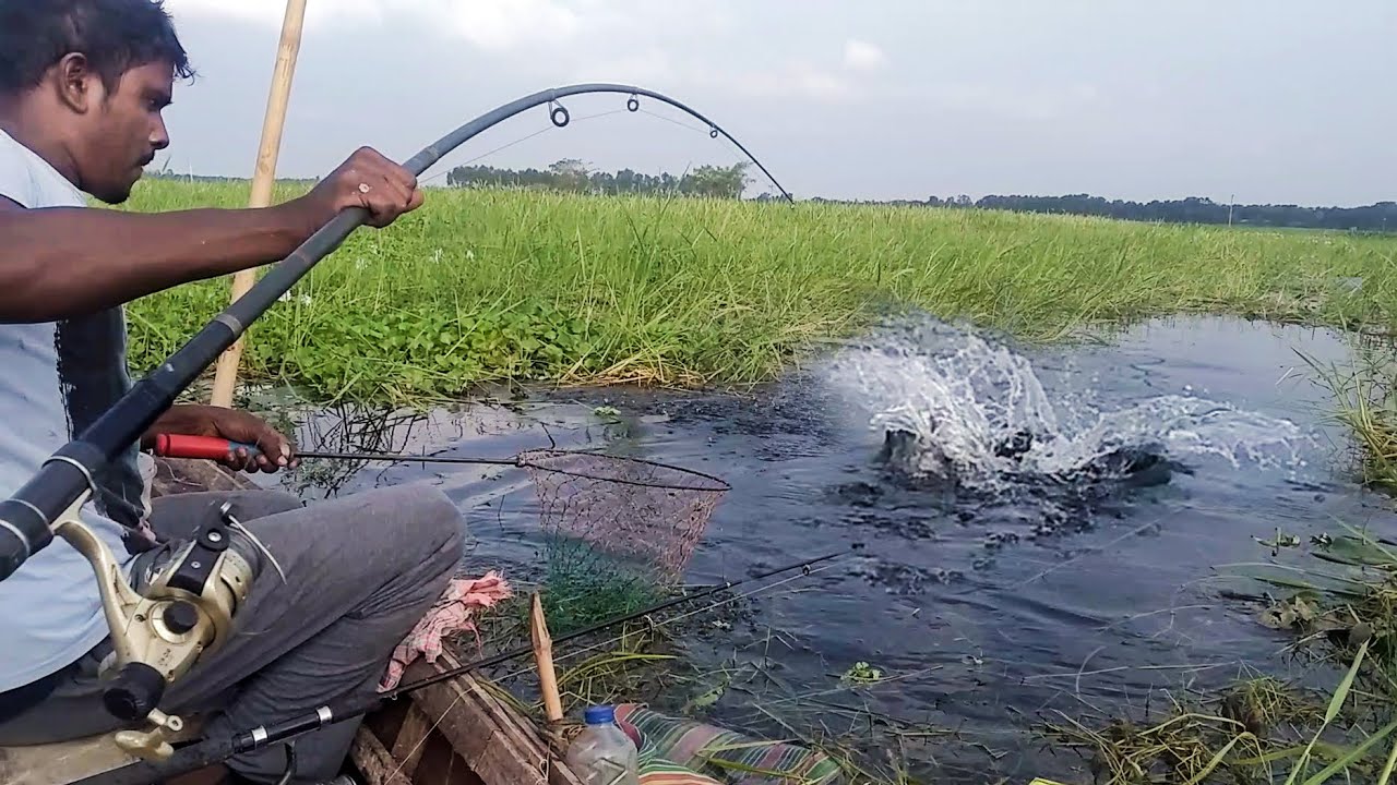 বিলে বড় গ্রার্স  কাপ ও রুই মাছ ধরা |  Best Grass Carp & Rohu Fishing