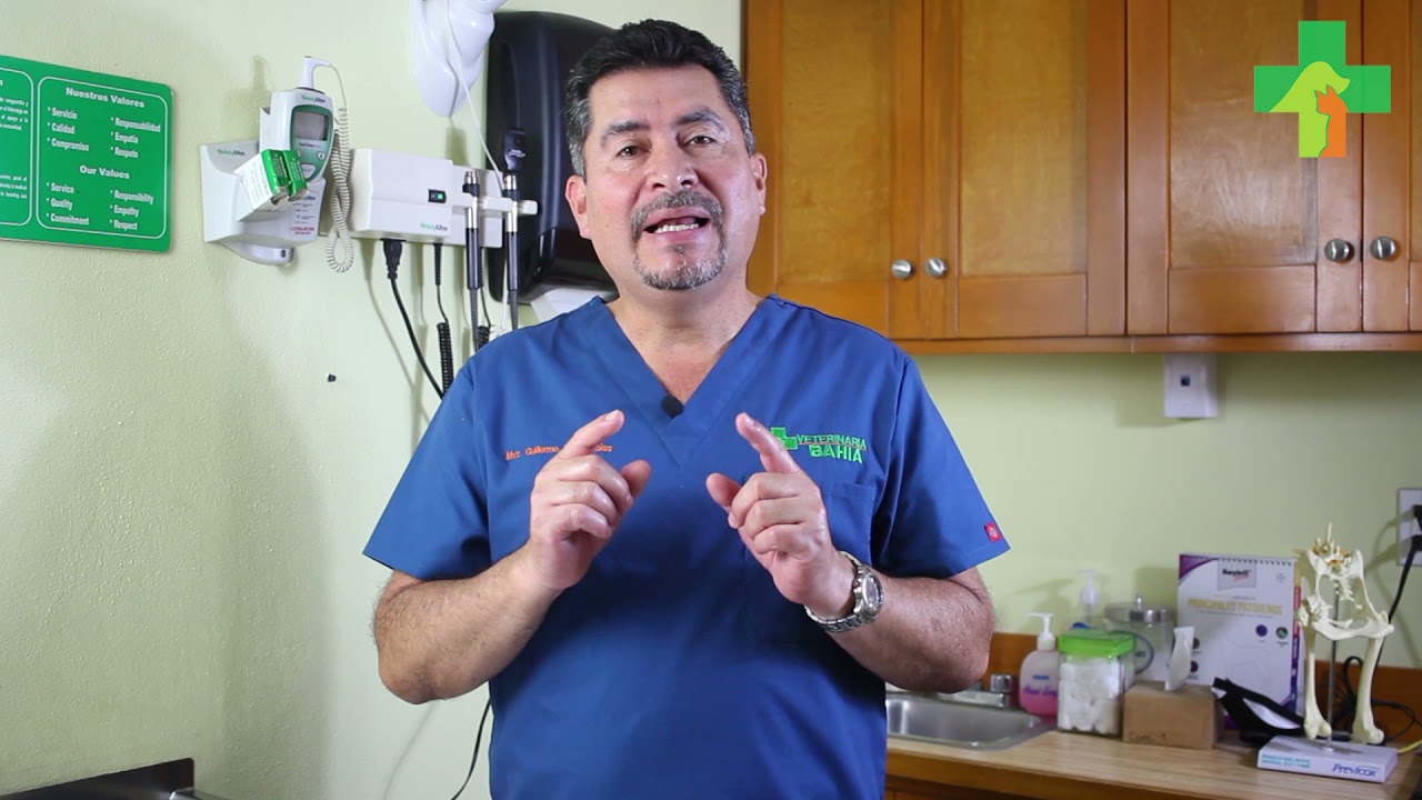 PARACETAMOL ¡Un peligro para los gatos!