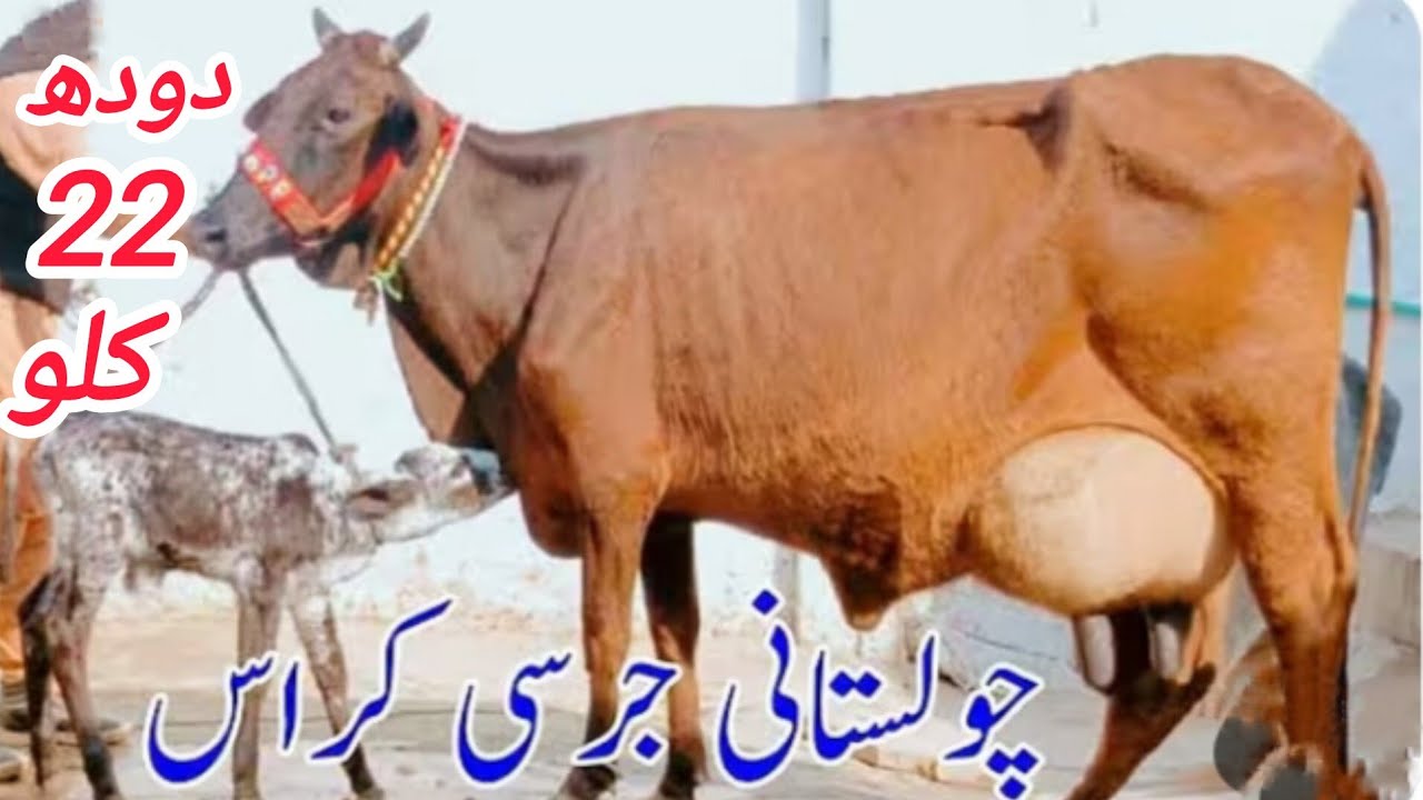 چولستانی جرسی کراس گائے سیل آن پاکستان یوٹیوب 03051845466۔۔=.15.3.2026