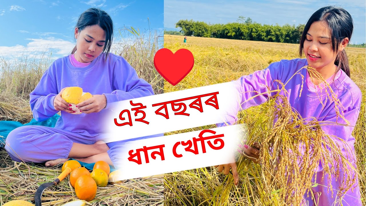 My village life ♥️ | এই বছৰৰ ধান কাতিব আহিলো | Chitralekha Doley