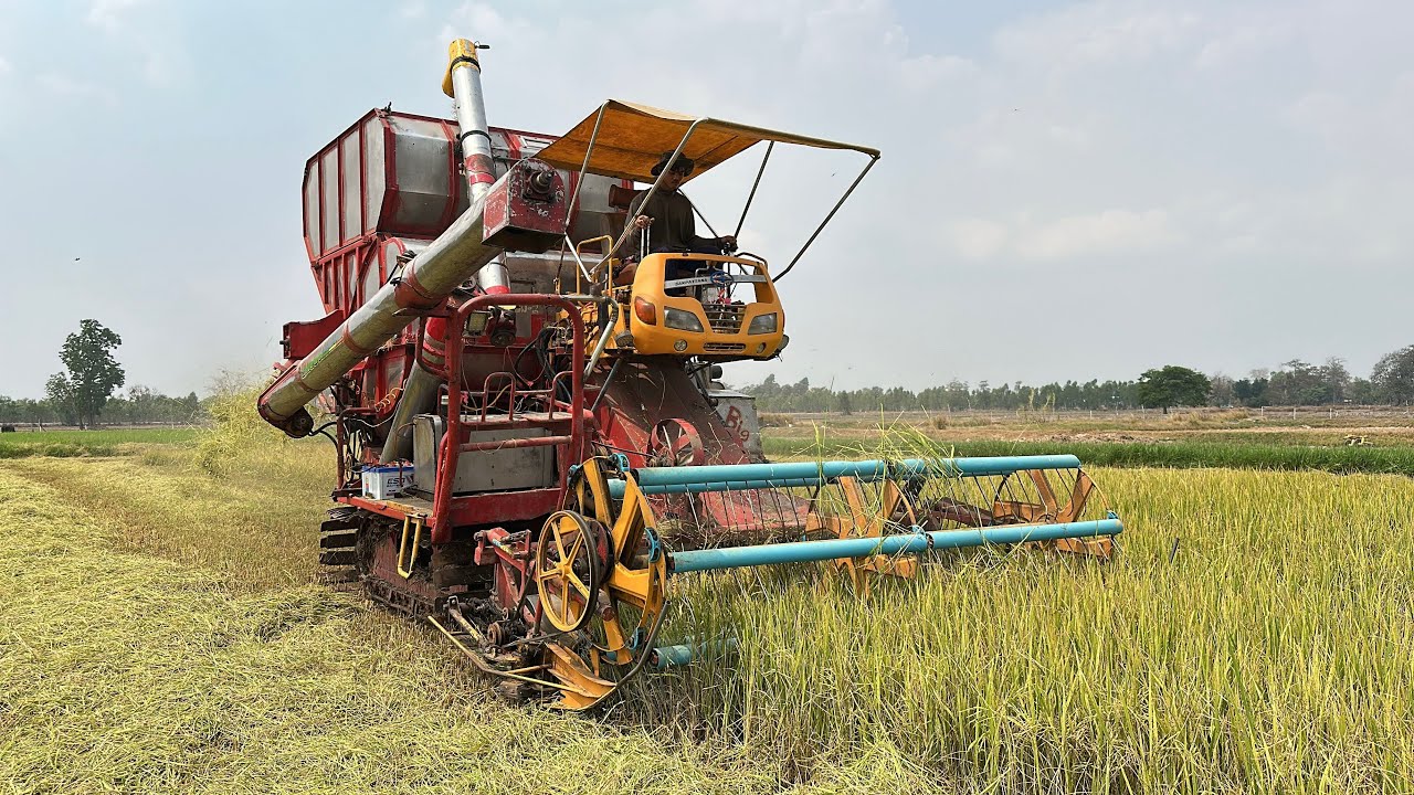 เจ้าแรกของปี69นาปรัง‼️