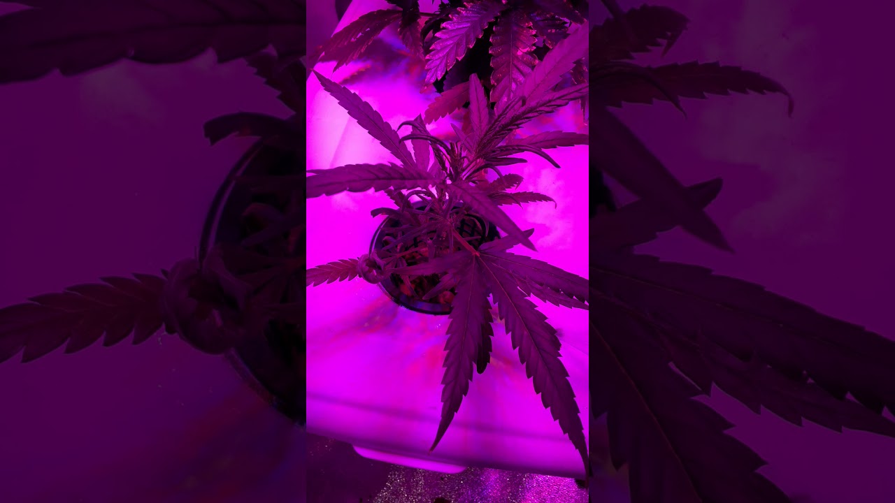 jetfuel auto female seed airponics /columbian haze clipping
