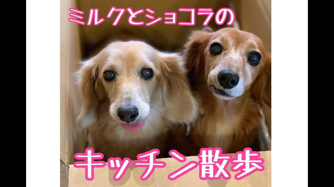 番外編　わが家の愛犬、ミルクとショコラのキッチン散歩！！