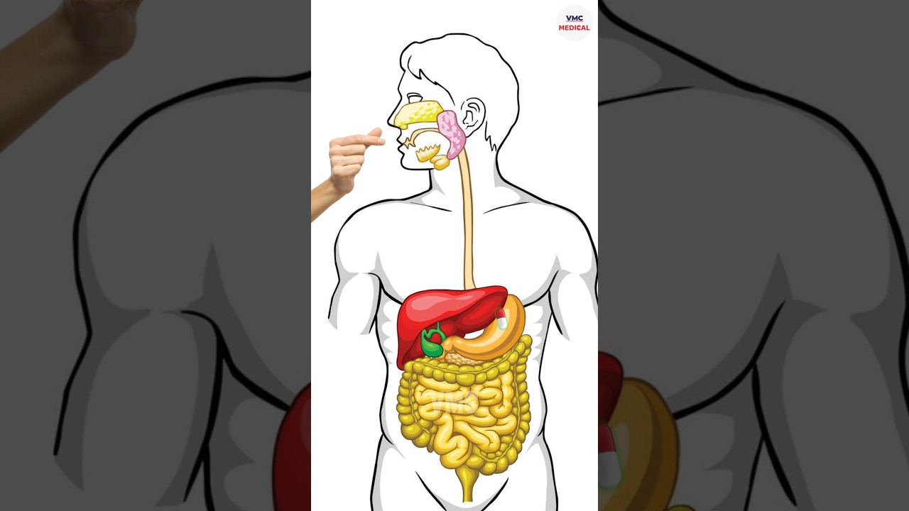 How do Paracetamol and Pain killers work? By VMC Medical