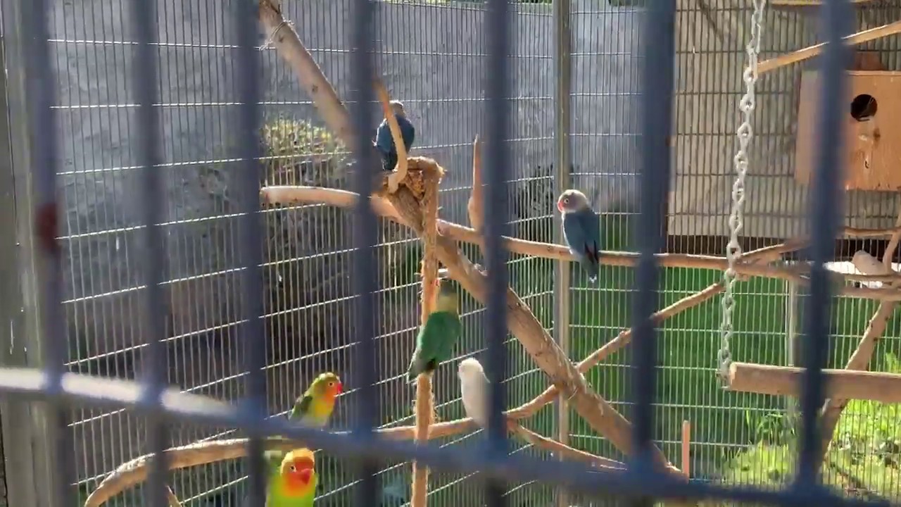 Lovebird Parrot Aviary Arizona January 2020