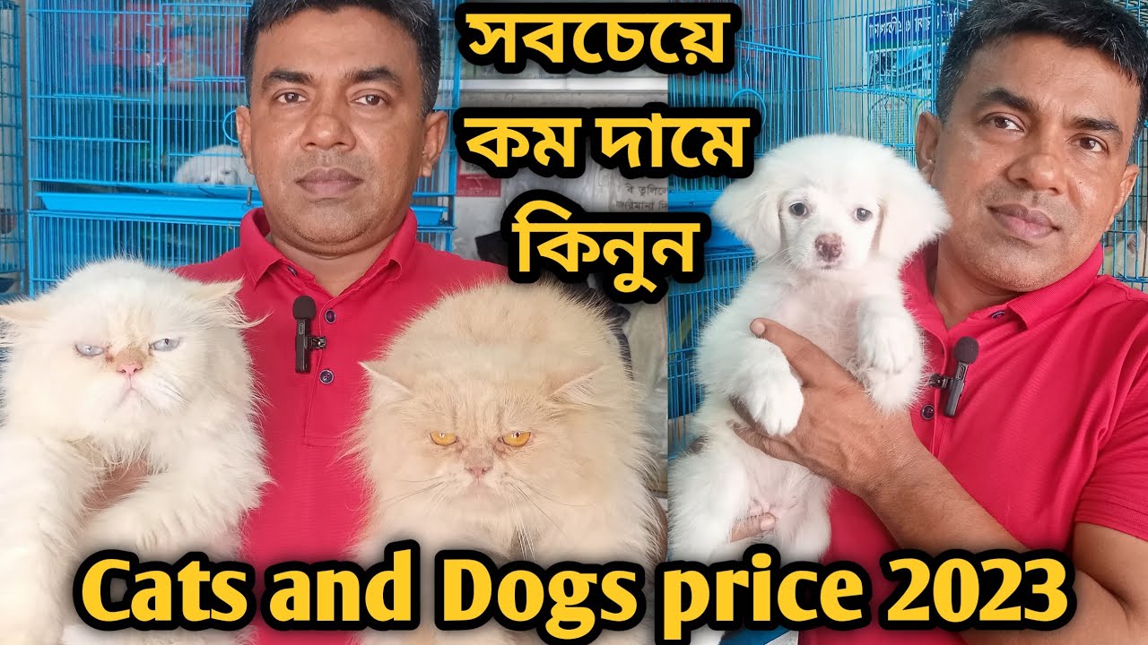 Katabon animal market in bangladesh| Lhasa Apso| Dog price in 2023 | Persian cat price in 2023| #gsd