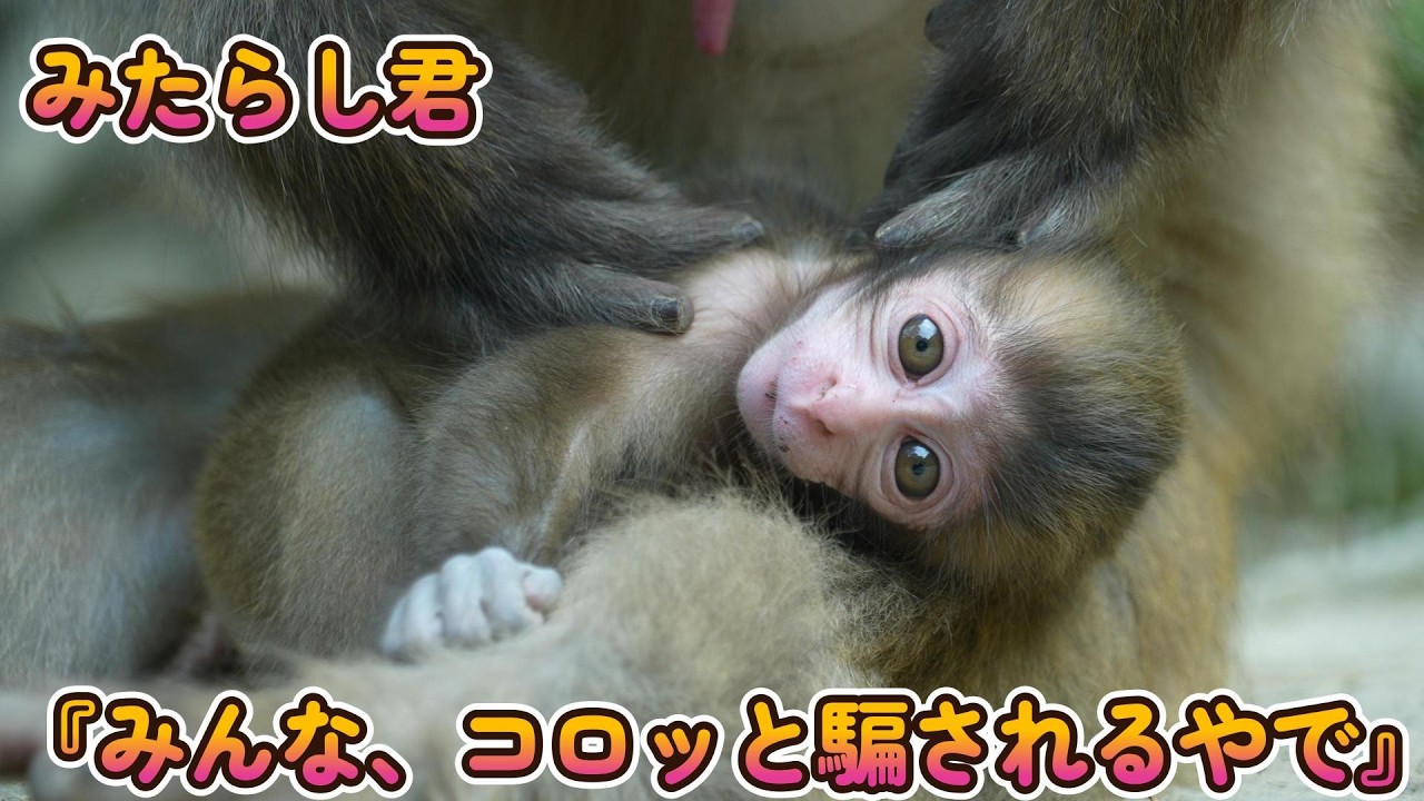 【赤ちゃん・ニホンザル・４K動画】『みんな、ワイにコロッと騙されよるわ』