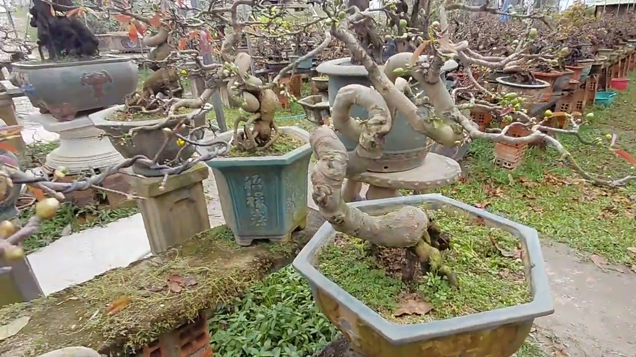 Vườn mai đẹp anh Ba Zên BĐ.