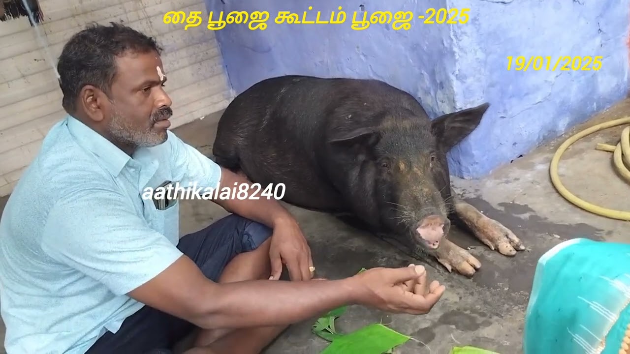 பொள்ளாச்சியில் இருந்து வந்த பொறுமையான ஆத்தி #chettiyapattu# Iyenthuvettu Swamy Thirukovil #