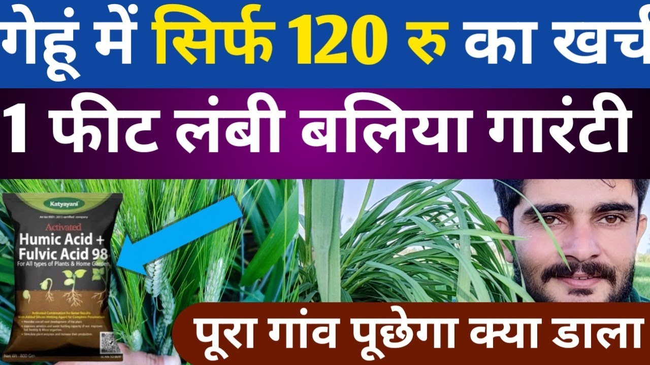 गेहूं की बालियां 1 फीट लंबी सिर्फ 120 रु का खर्च | Gehu ka Utpadan Kaise Badhaye | Gehun Ki Kheti |