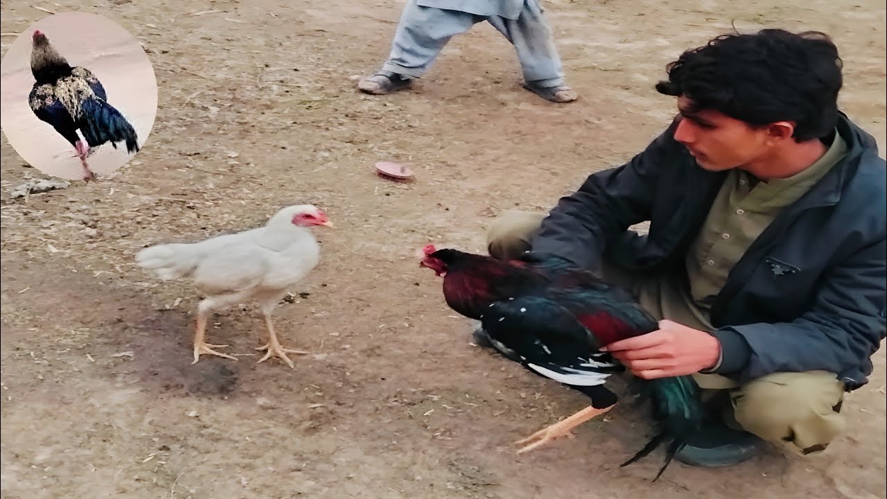 Top Class Aseel Rooster | Powerful Double Body Shape