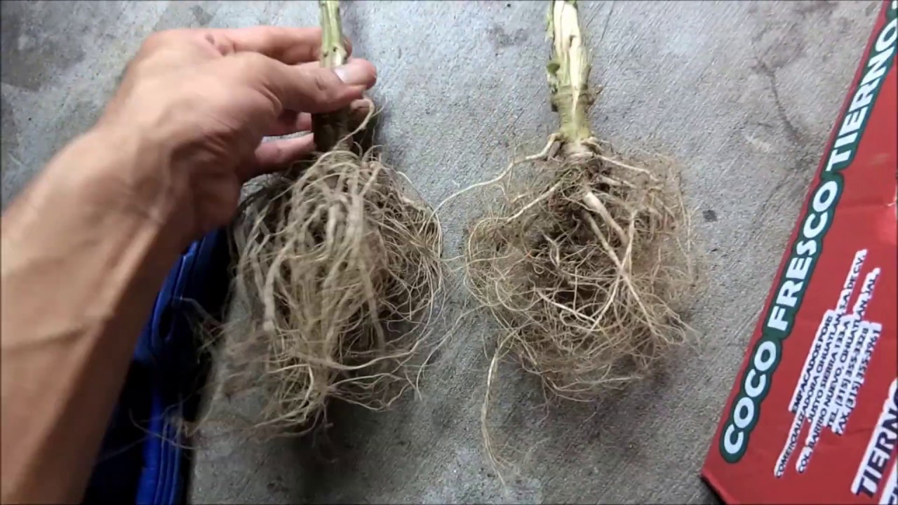 Medical Grow Lab Season 1 Episode 6 (Air Layering Cloning Cutting Transplant)