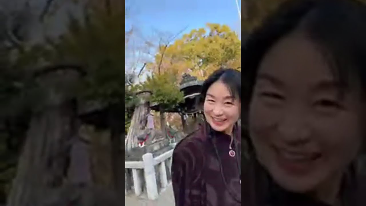 京都長岡天満宮で梅の花が盛りになるも〜〜