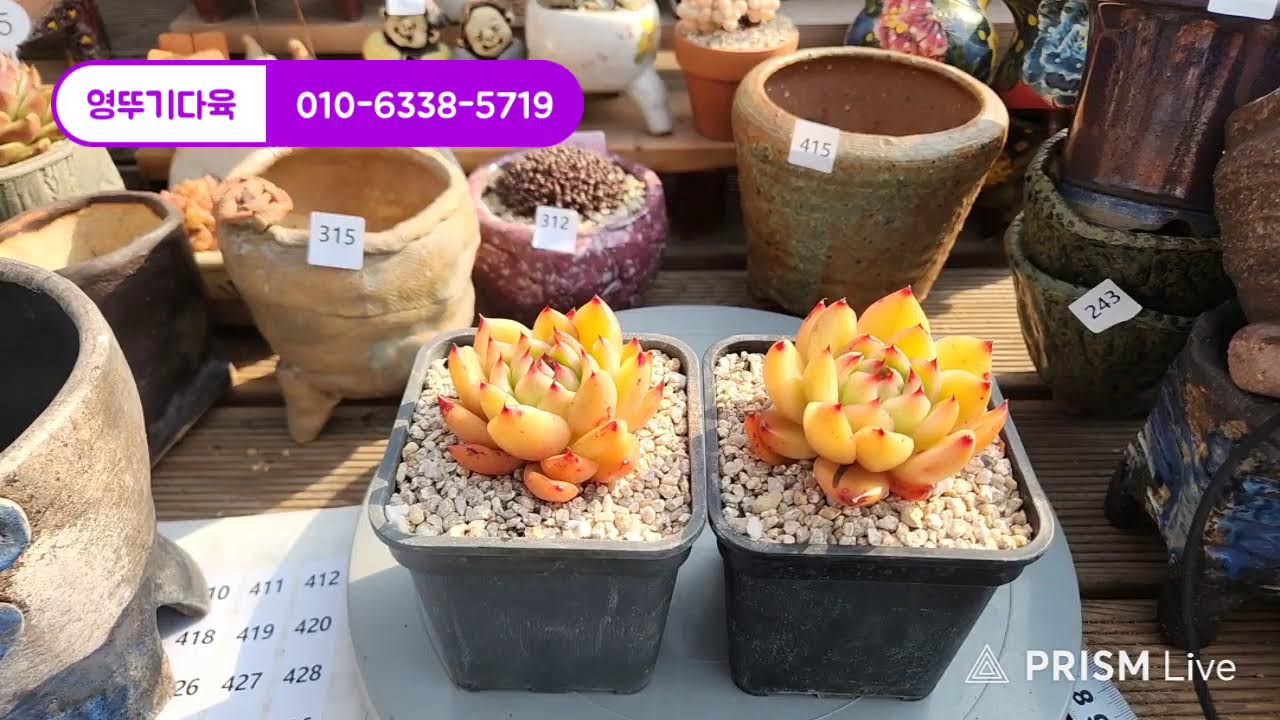영뚜기네다육 라이브 방송