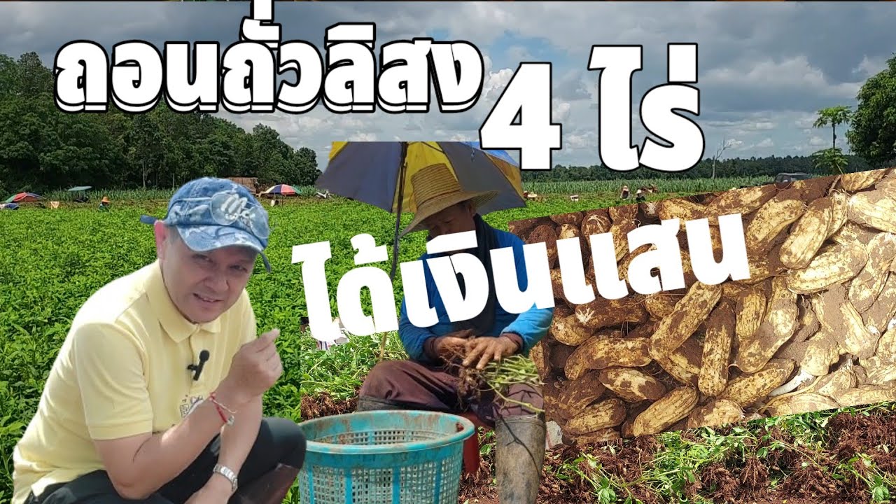 ปลูกถั่วลิสง 4ไร่ได้เงินแสน สวนตาดำ ถั่วพันธุ์ราชินี
