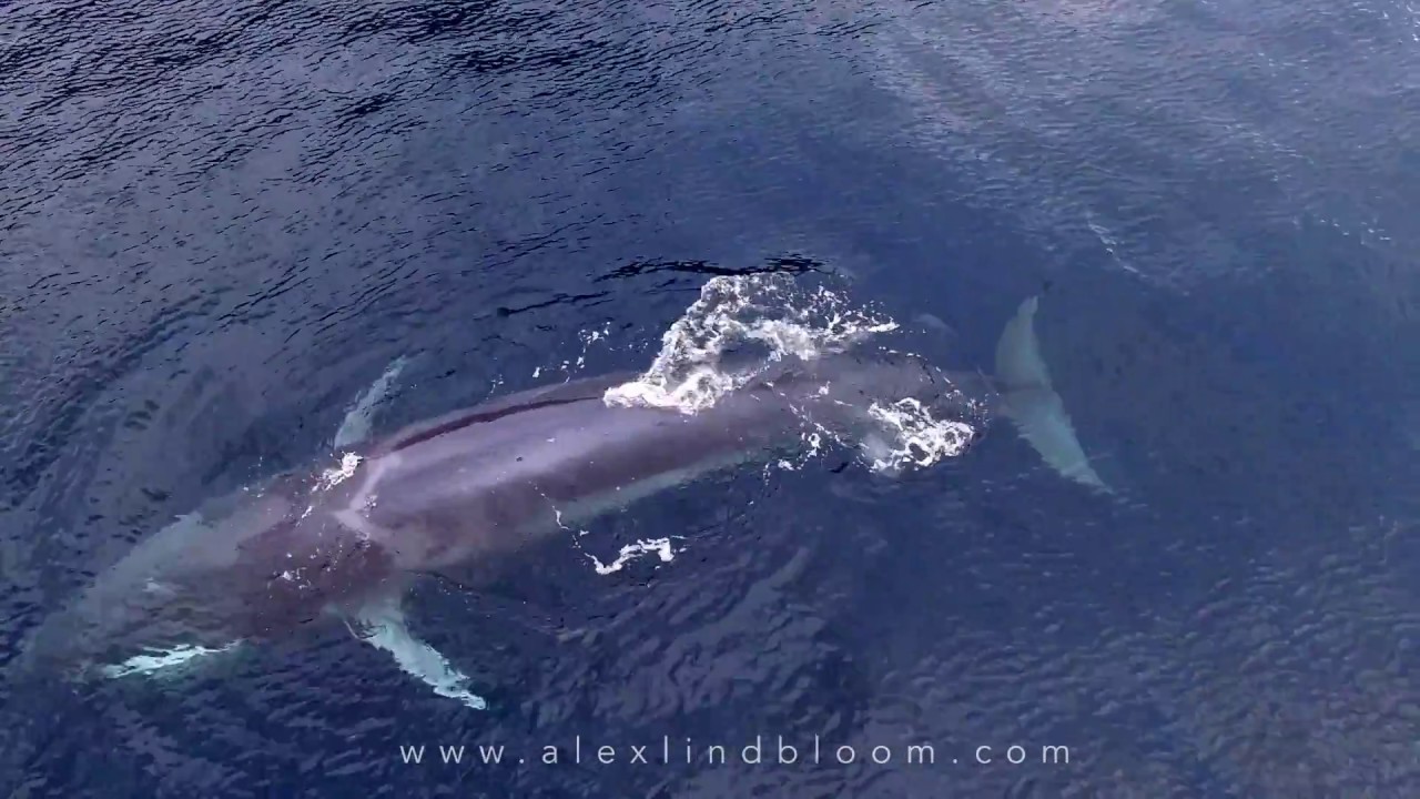 Raja Ampat-Omura's Whale Lunge Feeding Captured by Drone