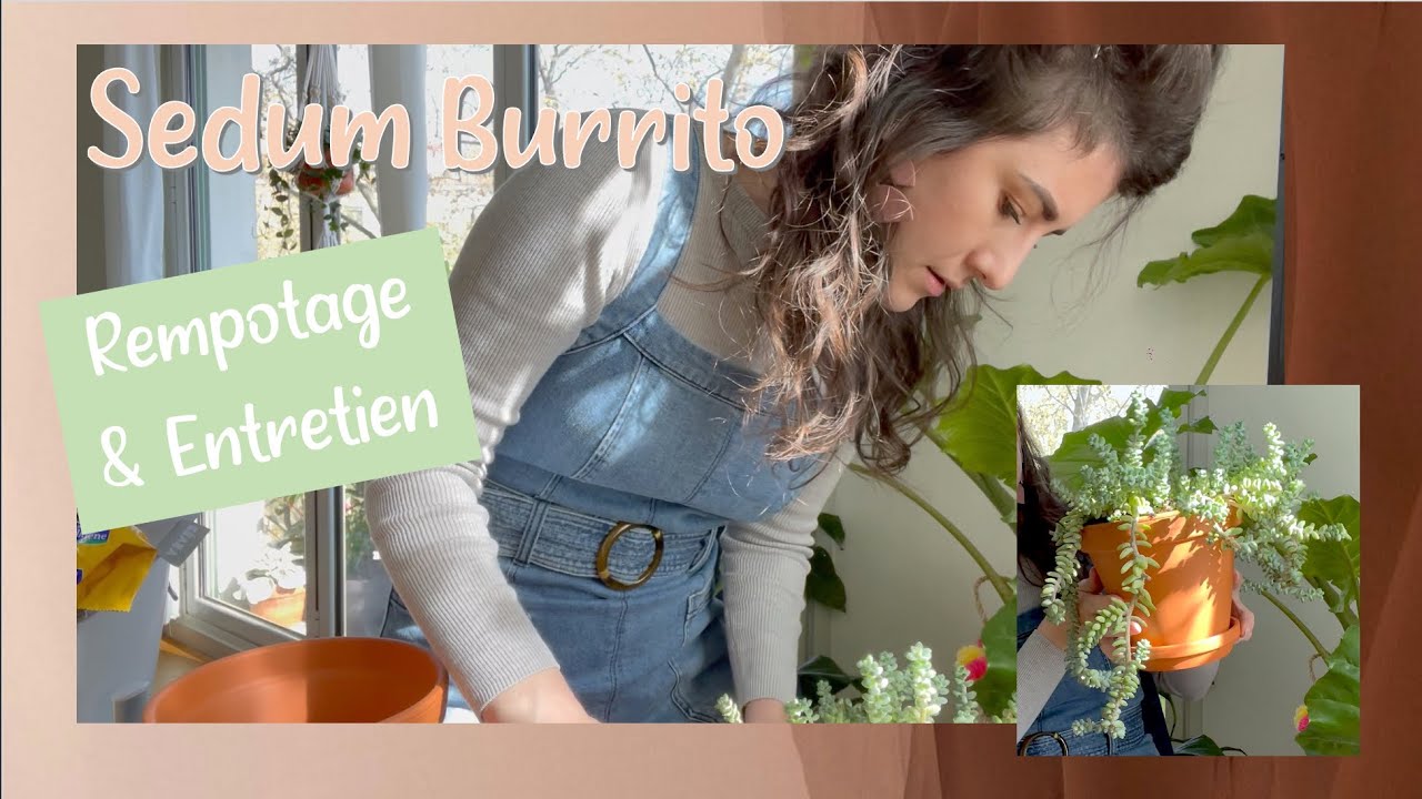 Le Sedum Burrito - Rempotage (Aïe !) Entretien & Bouturage