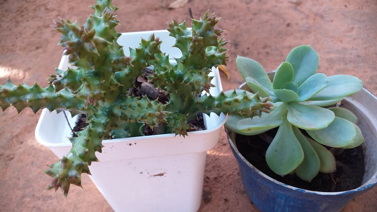 Vamos ver suculenta e cacto  venha comigo