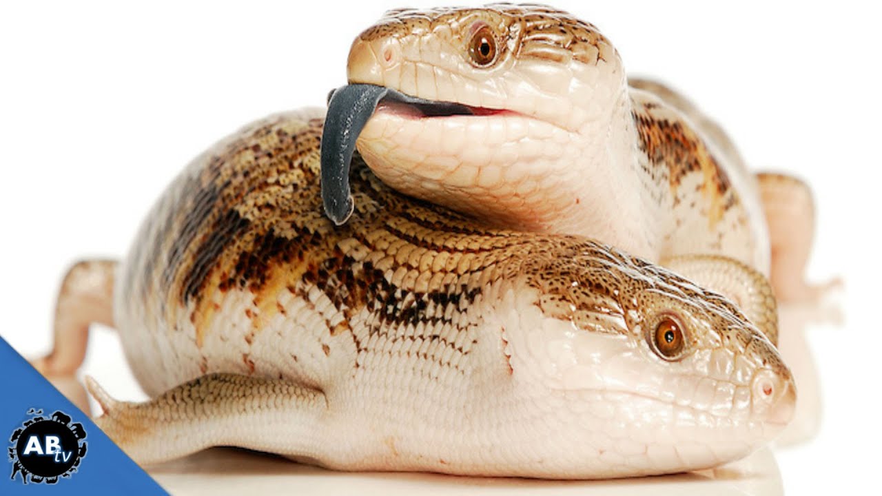 Blue Tongue Paradise! Wild Australia - Pt. 3 : SnakeBytesTV - Ep. 393 : AnimalBytesTV