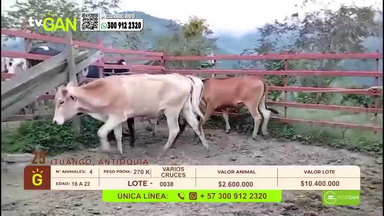 TU VITRINA GANADERA EN VIVO 02/03/2026