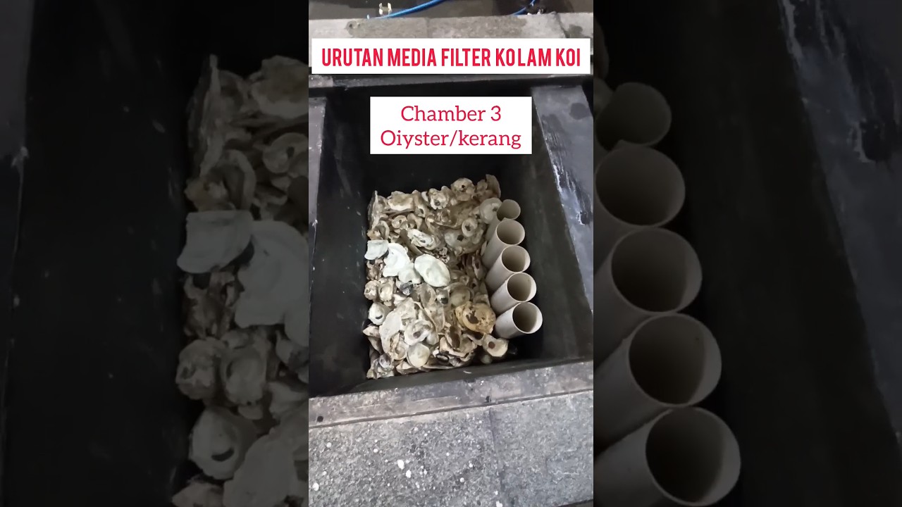 urutan media filter kolam koi#kolamminimalis#ikankoi#koipond#koiponds#filter#youtubeshorts