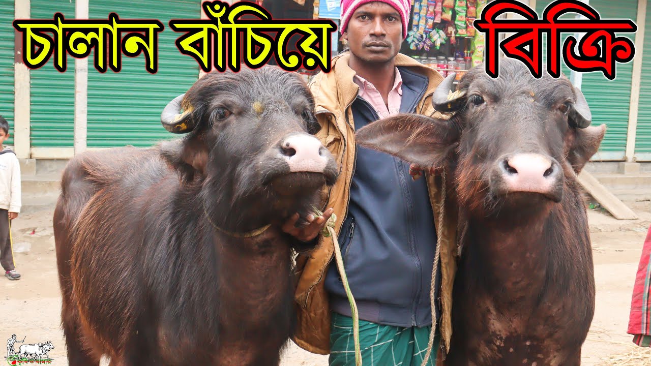 চালান বাঁচিয়ে বড় এবং মুররা ও নীলিরাবি মহিষের বকনা বিক্রি করবেন বাবু ভাই। মহিষের বড় বিক্রয়কেন্দ্র।