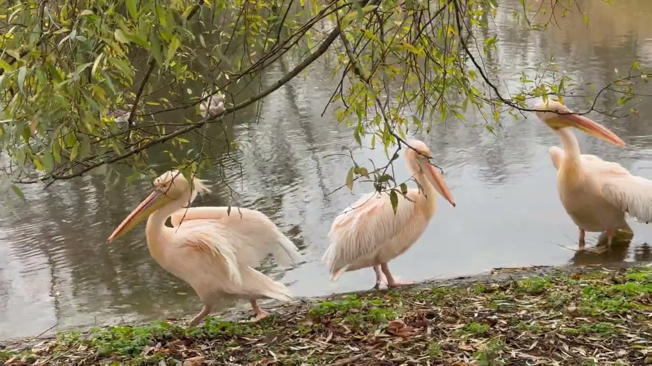 Pelicans in St James Park, London