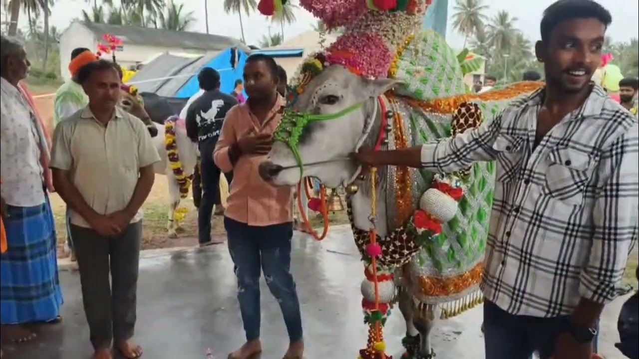 2026 ನಮ್ಮ ಊರಿನಲ್ಲಿ ಸಂಕ್ರಾಂತಿ ಹಬ್ಬದ ಪ್ರಯುಕ್ತ ಕಿಚ್ಚು ಹಾಯಿಸುವುದು.|ntr family vlogs |daily kannada vlogs