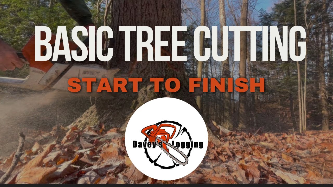 HOW TO BORE CUT A TREE 🪓 start to finish