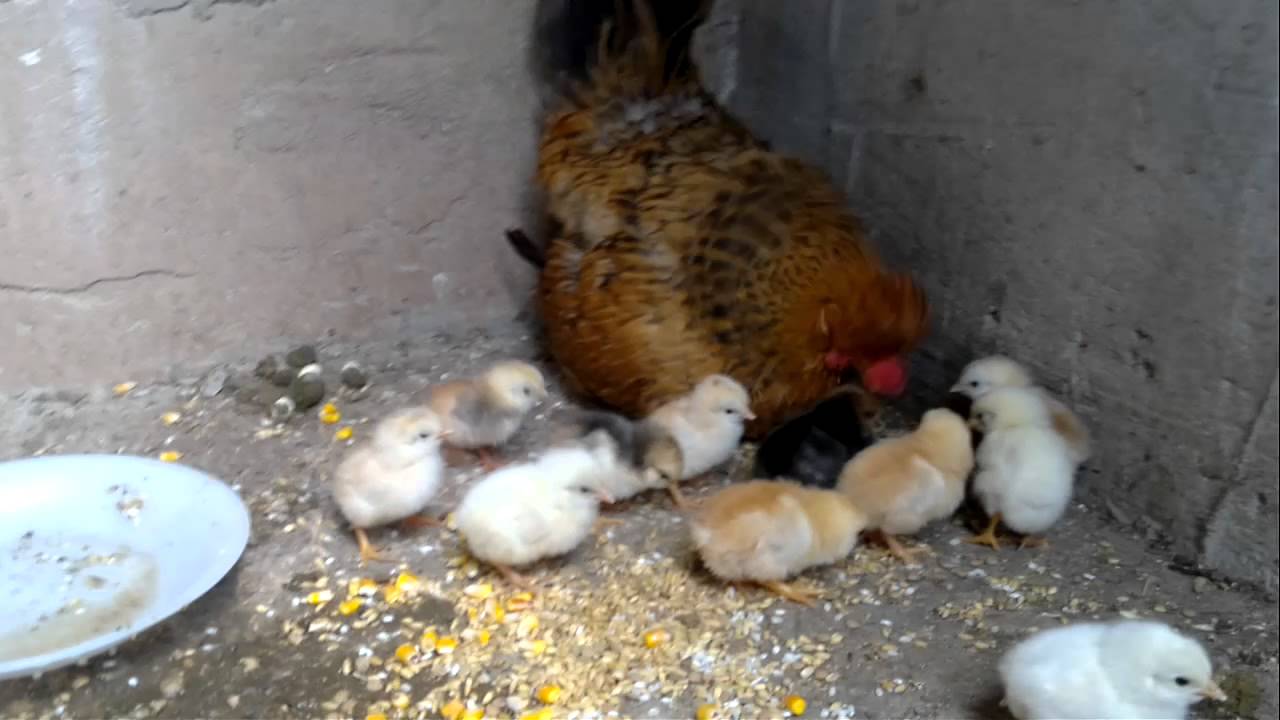 Pollitos recien nacidos.