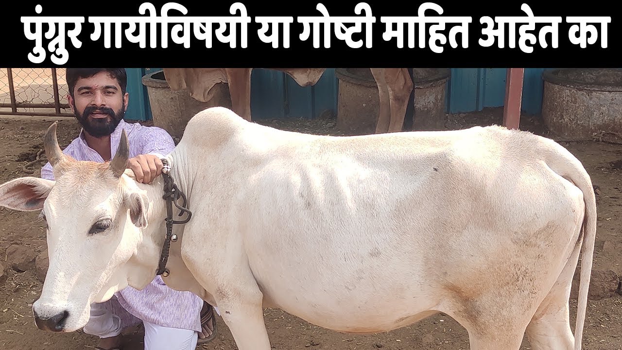पुंग्नुर गायीविषयी आपल्याला या गोष्टी माहित आहेत का | Punganur Cow | IFE