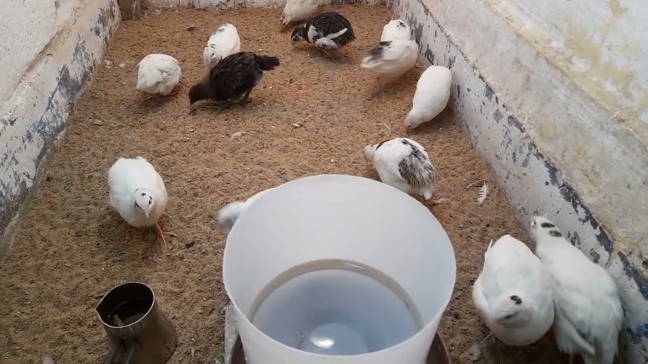 فوائد الحلبه لسمان