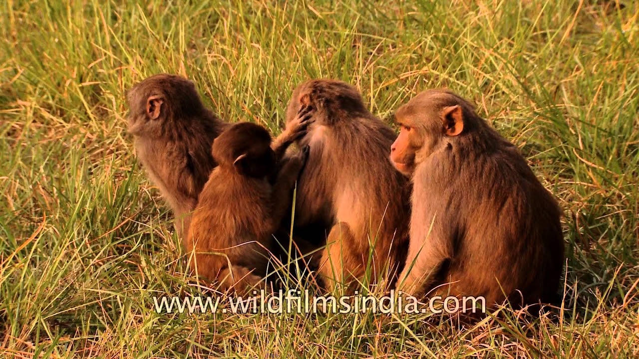 Monkeys grooming each other at Sundarban, West Bengal