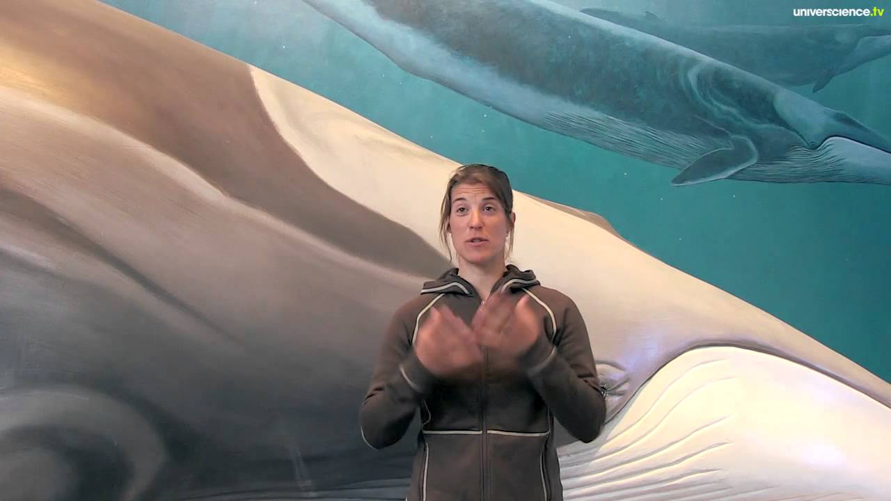 Chercheurs du bout du monde | biologiste marin au Canada