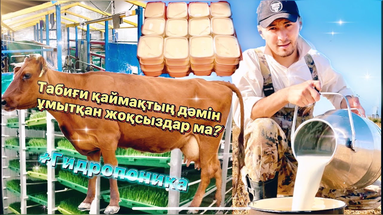 Мал шаруашылық | Табиғи қаймақтың дәмі /Сиырды қалай сауады?