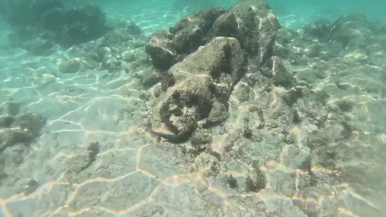 Snorkeling at Arashi Beach Aruba